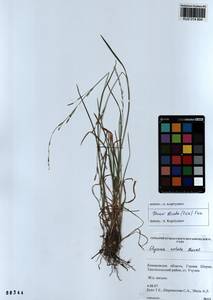 Glyceria notata Chevall., Siberia, Altai & Sayany Mountains (S2) (Russia)