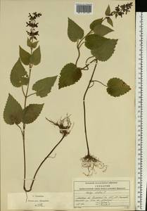 Stachys sylvatica L., Eastern Europe, Moscow region (E4a) (Russia)