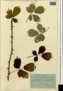 Rubus sanctus Schreb., Caucasus, Georgia (K4) (Georgia)