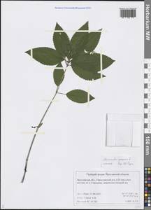 Mercurialis perennis L., Eastern Europe, Central forest region (E5) (Russia)