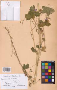 Malva sylvestris L., Eastern Europe, Belarus (E3a) (Belarus)