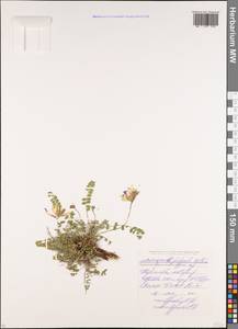 Astragalus monspessulanus, Caucasus, Stavropol Krai, Karachay-Cherkessia & Kabardino-Balkaria (K1b) (Russia)