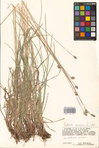 Sesleria caerulea (L.) Ard., Eastern Europe, Estonia (E2c) (Estonia)
