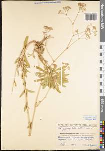 Gypsophila altissima L., Eastern Europe, North Ukrainian region (E11) (Ukraine)