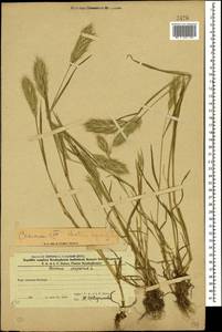 Bromus scoparius L., Caucasus, Azerbaijan (K6) (Azerbaijan)