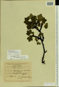 Ribes rubrum L., Eastern Europe, Northern region (E1) (Russia)