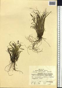 Carex stenantha var. taisetsuensis Akiyama, Siberia, Russian Far East (S6) (Russia)