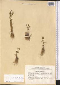 Gagea reticulata (Pall.) Schult. & Schult.f., Middle Asia, Karakum (M6) (Turkmenistan)