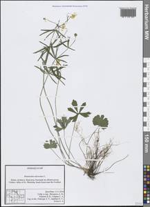 Ranunculus auricomus L., Crimea (KRYM) (Russia)