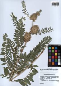 KUZ 001 450, Astragalus alopecurus Pall. ex DC., Siberia, Altai & Sayany Mountains (S2) (Russia)