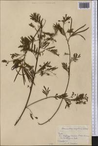 Desmanthus virgatus (L.)Willd., America (AMER) (Cuba)
