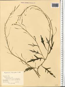 Diplotaxis tenuifolia (L.) DC., Eastern Europe, North-Western region (E2) (Russia)