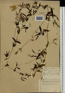 Lathyrus pratensis L., Eastern Europe, North-Western region (E2) (Russia)
