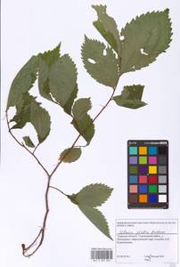 Ulmus glabra Huds., Eastern Europe, North-Western region (E2) (Russia)