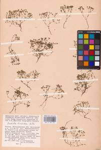 Radiola linoides Roth, Eastern Europe, Lower Volga region (E9) (Russia)