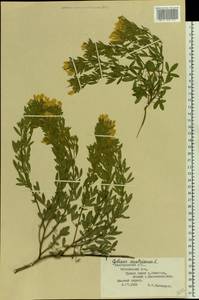 Chamaecytisus austriacus (L.) Link, Eastern Europe, Central forest-and-steppe region (E6) (Russia)