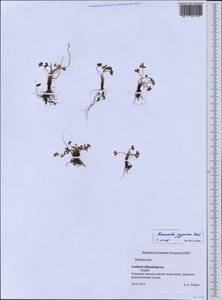 Ranunculus pygmaeus Wahlenb., Western Europe (EUR) (Svalbard and Jan Mayen)