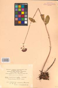 Hylotelephium telephium (L.) H.Ohba, Eastern Europe, Eastern region (E10) (Russia)