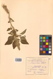 Amaranthus retroflexus L., Siberia, Russian Far East (S6) (Russia)