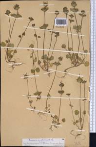 Lamium amplexicaule L., Middle Asia, Western Tian Shan & Karatau (M3) (Kazakhstan)