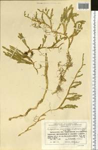 Spinulum annotinum subsp. dubium (Zoëga) J.H.Xue, Chepinoga & K.P.Ma, Siberia, Chukotka & Kamchatka (S7) (Russia)