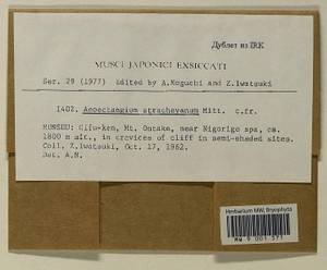 Anoectangium stracheyanum Mitt., Bryophytes, Bryophytes - Asia (outside ex-Soviet states) (BAs) (Japan)