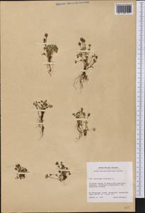 Saxifraga rivularis, America (AMER) (Greenland)