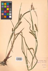 Carex sordida Van Heurck & Müll.Arg., Siberia, Russian Far East (S6) (Russia)