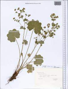 Alchemilla litwinowii Juz., Eastern Europe, Central forest region (E5) (Russia)