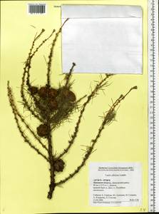 Larix sibirica Ledeb., Eastern Europe, Central forest-and-steppe region (E6) (Russia)