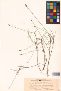 Carex chordorrhiza L.f., Eastern Europe, North-Western region (E2) (Russia)