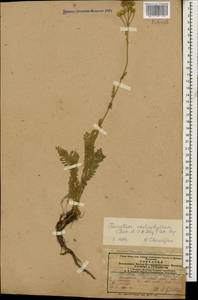 Tanacetum aureum (Lam.) Greuter, M. V. Agab. & Wagenitz, Caucasus, Azerbaijan (K6) (Azerbaijan)