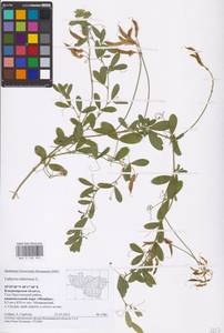 Lathyrus tuberosus L., Eastern Europe, Central region (E4) (Russia)