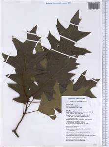 Quercus falcata Michx., America (AMER) (United States)
