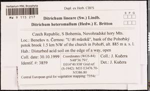 Ditrichum lineare (Sw.) Lindb., Bryophytes, Bryophytes - Western Europe (BEu) (Czech Republic)