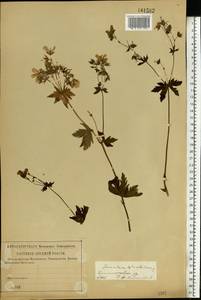 Geranium sylvaticum L., Eastern Europe, Western region (E3) (Russia)