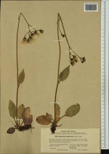 Hieracium fuscocinereum subsp. sagittatum (Lindeb.) S. Bräut., Western Europe (EUR) (Finland)
