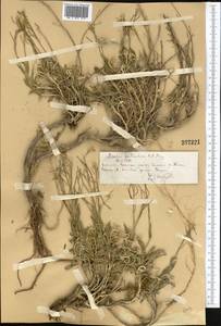 Rhammatophyllum fruticulosum (C. A. Mey.) Al-Shehbaz, Middle Asia, Northern & Central Tian Shan (M4) (Kazakhstan)