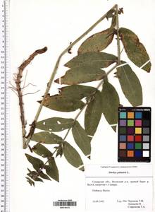 Stachys palustris L., Eastern Europe, Middle Volga region (E8) (Russia)
