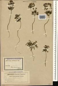 Geranium tuberosum L., Caucasus, Georgia (K4) (Georgia)