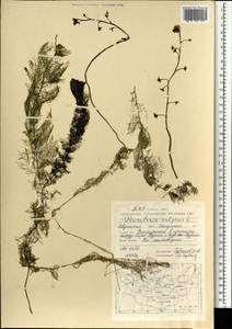 Utricularia vulgaris L., Mongolia (MONG) (Mongolia)