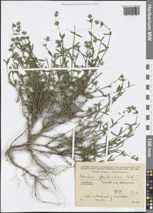 Stachys fruticulosa M.Bieb., Caucasus, Azerbaijan (K6) (Azerbaijan)