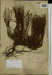 Limonium suffruticosum (L.) Kuntze, Eastern Europe, Eastern region (E10) (Russia)