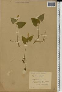 Maianthemum bifolium (L.) F.W.Schmidt, Eastern Europe, Belarus (E3a) (Belarus)