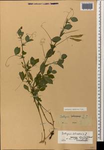 Lathyrus miniatus M.Bieb. ex Steven, Caucasus, Dagestan (K2) (Russia)