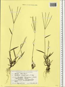 Digitaria sanguinalis (L.) Scop., Eastern Europe, Belarus (E3a) (Belarus)