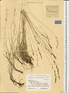 Festuca trachyphylla (Hack.) Hack., Eastern Europe, Western region (E3) (Russia)