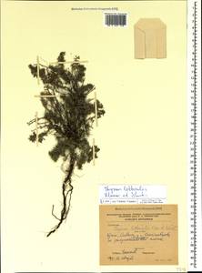 Thymus littoralis Klokov & Des.-Shost., Crimea (KRYM) (Ukraine)
