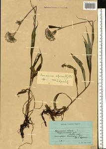 Saussurea alpina (L.) DC., Eastern Europe, Northern region (E1) (Russia)