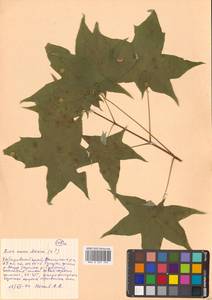 Acer pictum subsp. mono (Maxim.) H.Ohashi, Siberia, Russian Far East (S6) (Russia)